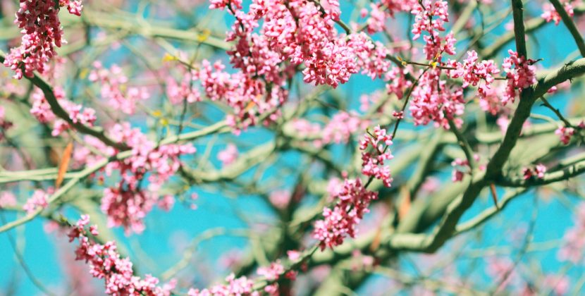 Spring into Beauty: 5 Fragrances to Brighten Up Your Routine