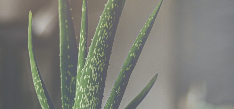 The Healing Properties of Aloe Vera Gel: An Expert’s Guide