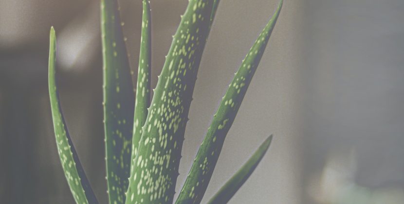 The Healing Properties of Aloe Vera Gel: An Expert’s Guide