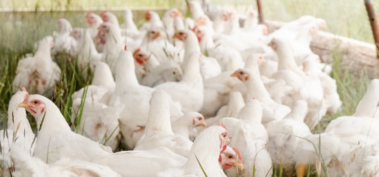 The Race to Save America’s Chickens: Will Vaccination be the Answer?