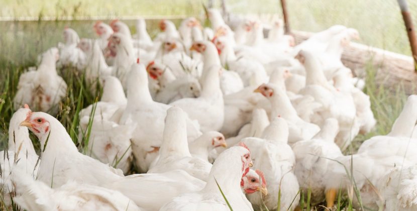 The Race to Save America’s Chickens: Will Vaccination be the Answer?