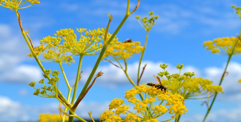 The Link Between Nutrition and Immunity: How Adding These Foods to Your Diet Can Help You Fight Off Illnesses.