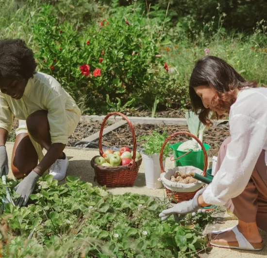 Growing Together: How Community Gardens Foster Social Connections