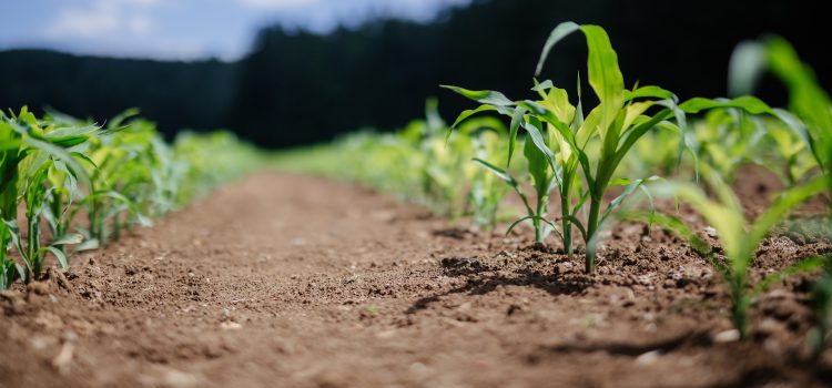 The Benefits of Genetically Modified Crops in Addressing Global Food Insecurity