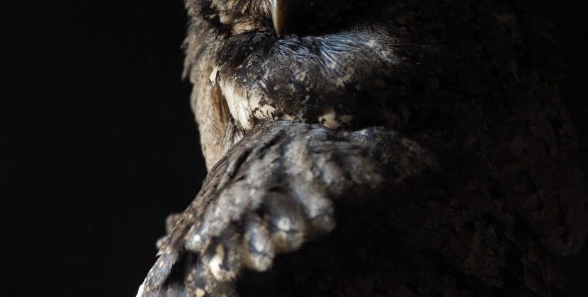 Why Owls are the Ultimate Nocturnal Predators