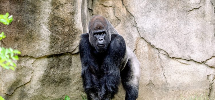 Gorilla Intelligence Examining the Cognitive Abilities of our Closest Relatives