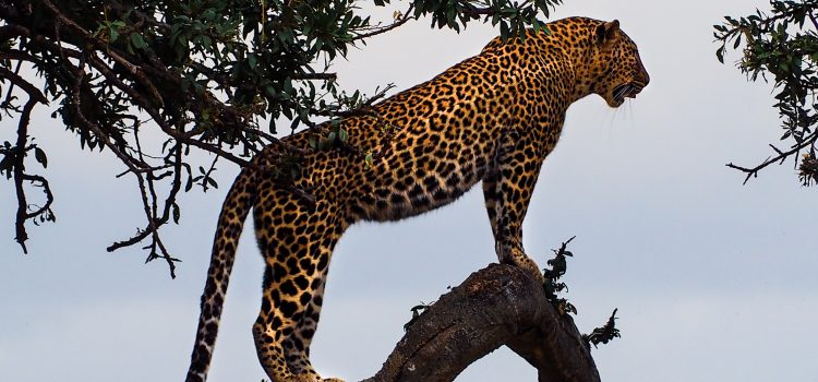 Why Protecting Jaguars is Crucial for Biodiversity and Ecosystem Health