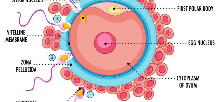 How Society Can Help Men Navigate the Complexities of Fertility