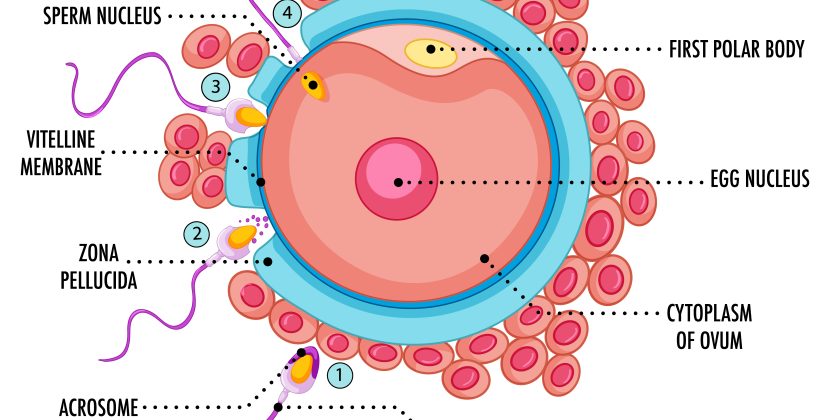 How Society Can Help Men Navigate the Complexities of Fertility
