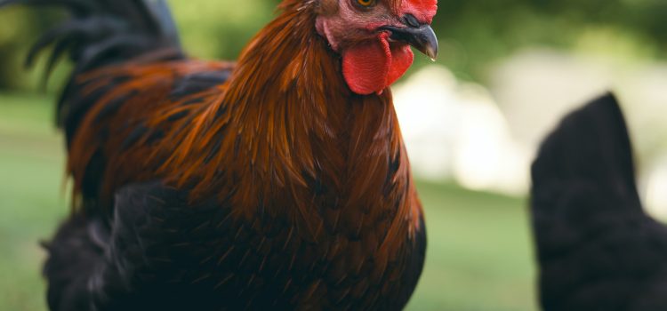 Raising and Caring for Hens