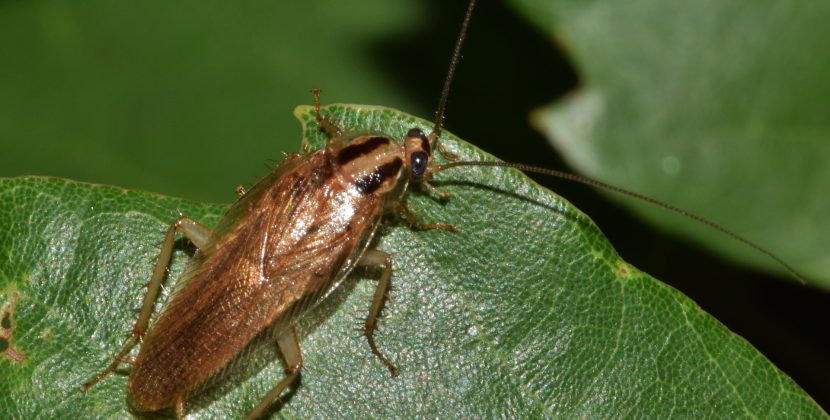 The Bizarre World of Cockroach Reproduction: New Mutations Discovered