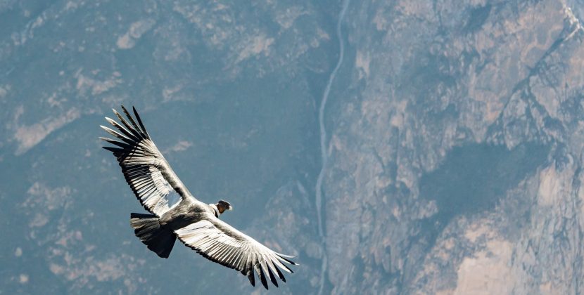 Endangered California Condors Fall Victim to Bird Flu Outbreak in Arizona
