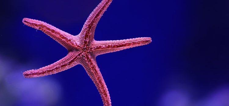 The Life of a Starfish