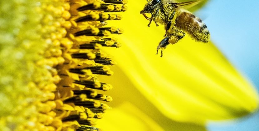 The Importance of Holistic Beauty: Why Weleda’s Skin Food Goes Beyond Just Moisturizing