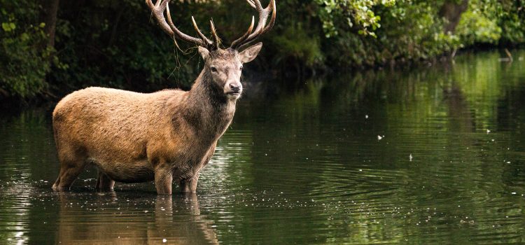 The Surprising Health Benefits of Eating Venison from Wild Stags