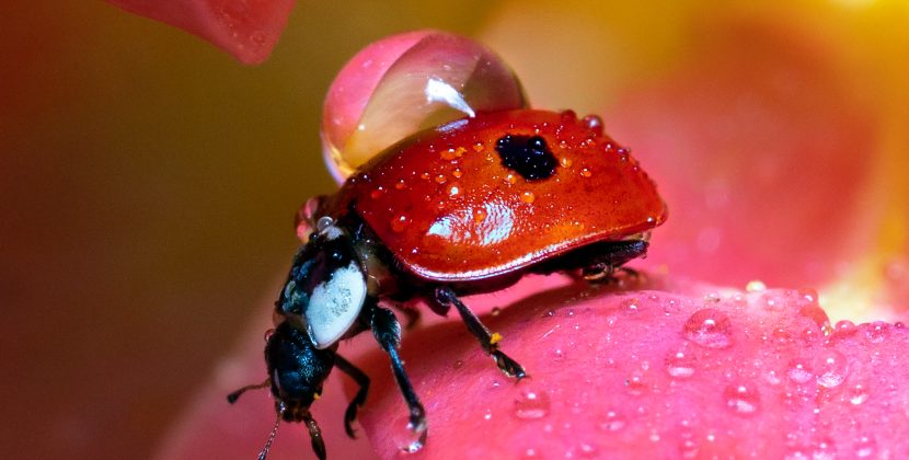 How to Attract Ladybugs to Your Yard and Keep Them There