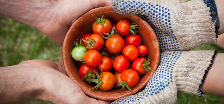 How to Grow Your Own Organic Vegetables in a Sustainable Garden