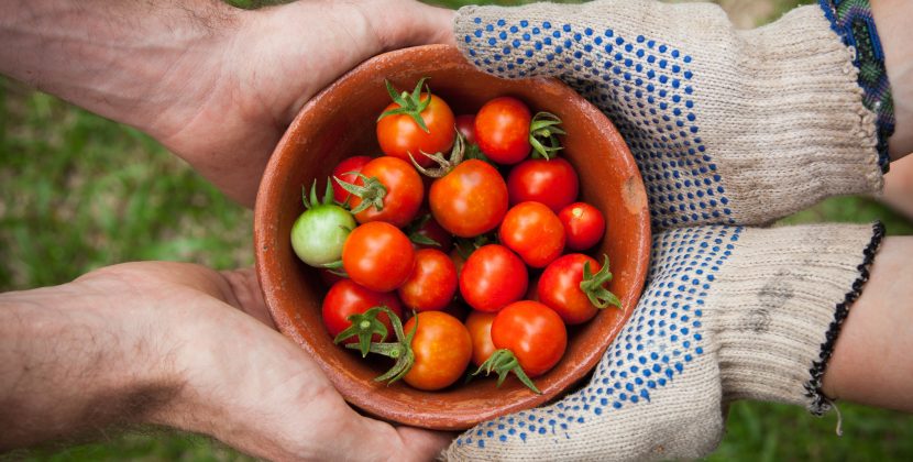 How to Grow Your Own Organic Vegetables in a Sustainable Garden