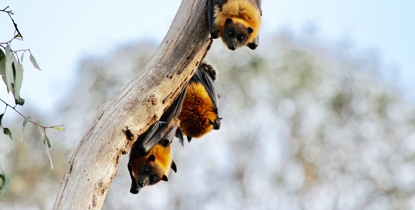 Batty for Bats Why These Creatures Deserve More Attention and Respect