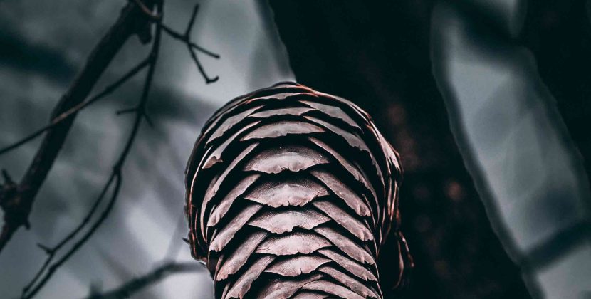 Mysteries of Pangolin Behavior and Physiology