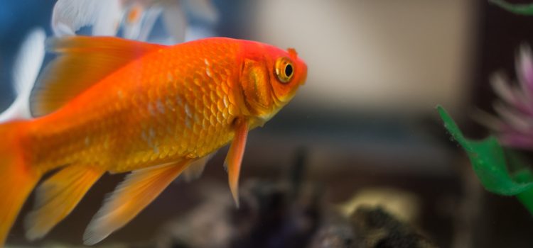 The Future of Aquatic Research: The Cyborg Goldfish
