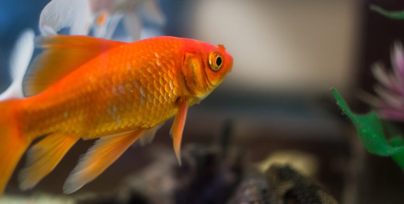 The Future of Aquatic Research: The Cyborg Goldfish