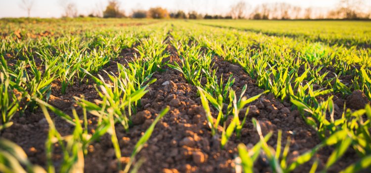 From Crash Diets to Sustainable Eating: Understanding the Importance of Consistent Nutrition