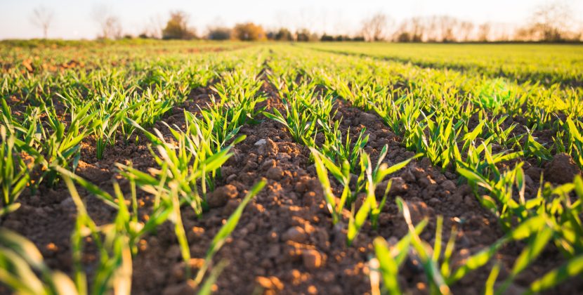 Growing a Better World: The Science Behind Regenerative Practices for Sustainable Agriculture