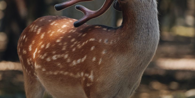 Sport of Deer Hunting