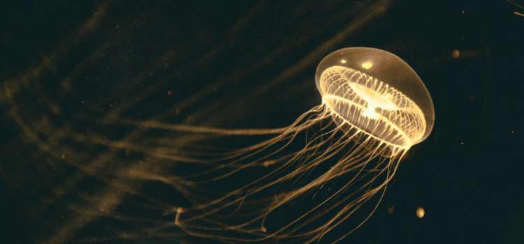 Jellyfish Art How These Creatures Have Inspired Artists Around the World