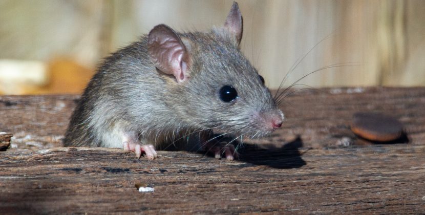 Rat-tastic Discovering the Surprising Truths About These Misunderstood Creatures