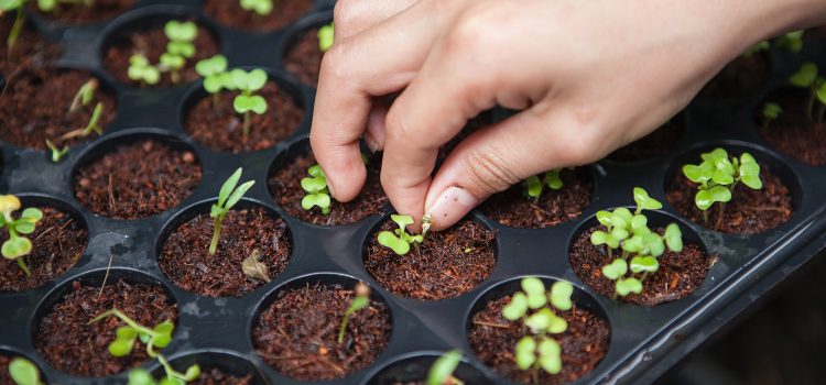 The Science Behind Organic Farming: Exploring the Benefits for our Health and Environment