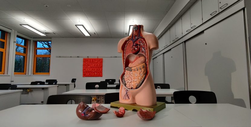 Prioritizing Your Body’s Organ Wellness