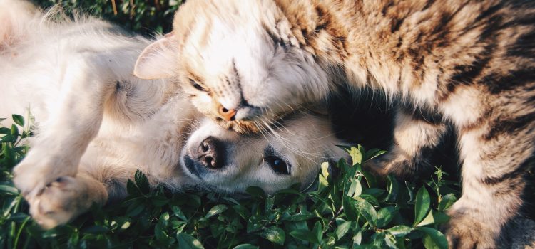 Say Goodbye to Stressed-Out Pets with Virtual Vet Visits