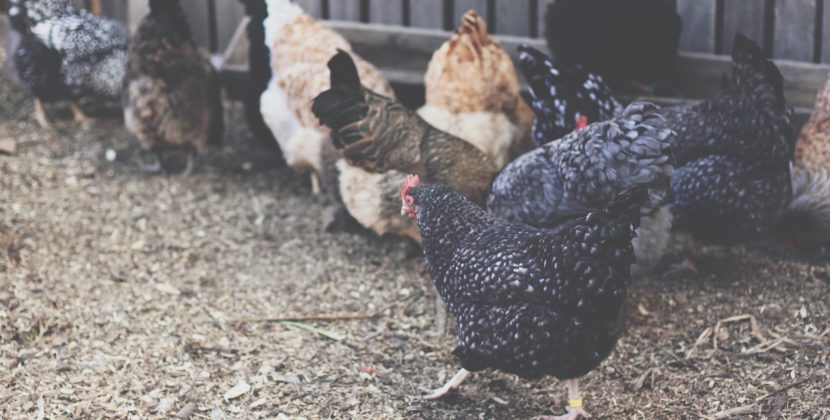 U.S. Considers Vaccinating Chickens as Bird Flu Outbreak Worsens