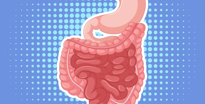 How the Digestive Tract Processes What We Eat