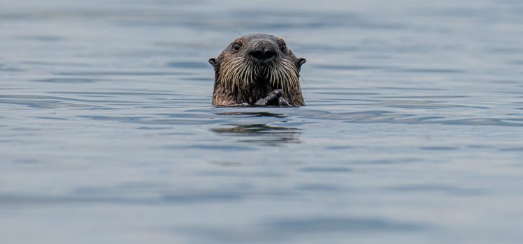 Examining the History and Cultural Significance of Beavers in Canada and Beyond