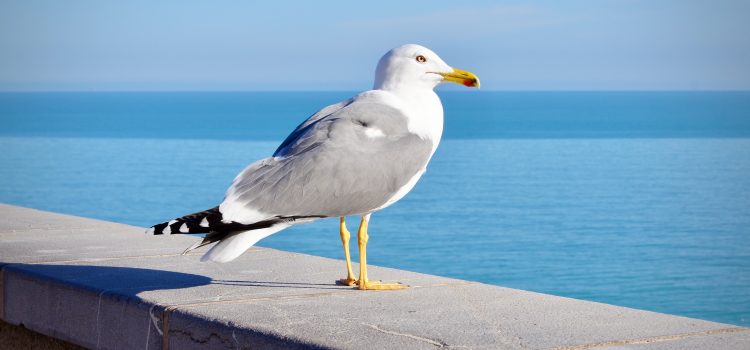 Facts About Seagulls You Never Knew Before