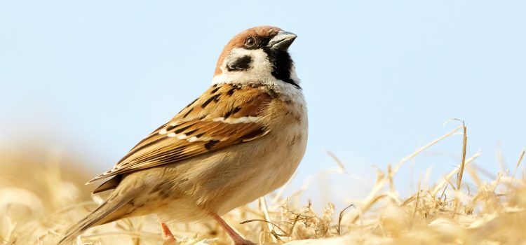 How Can We Protect Sparrows? Efforts for these Beloved Birds