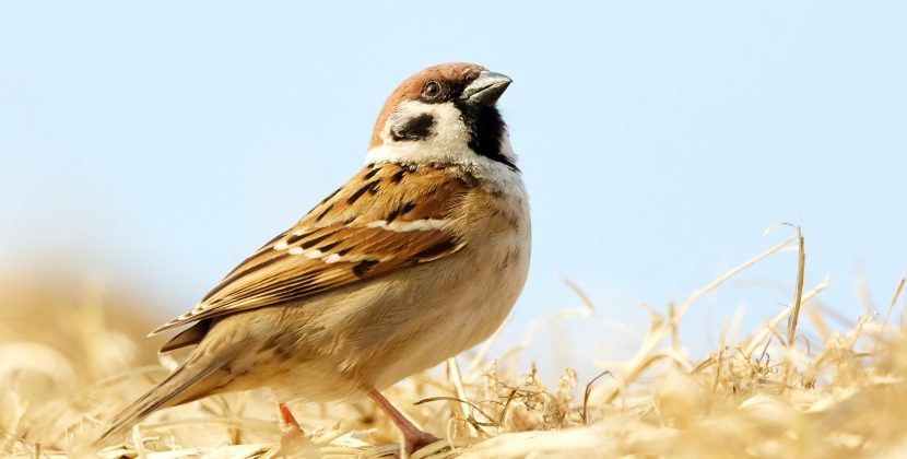 Sparrow