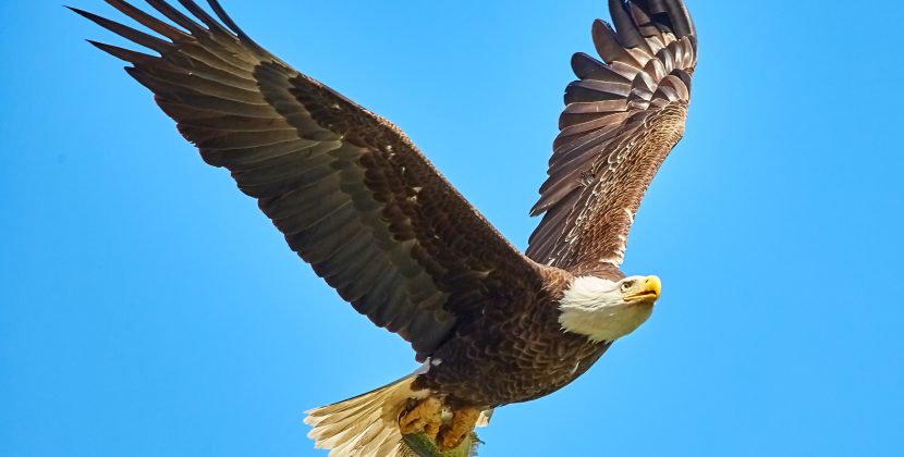 The Mighty Eagle