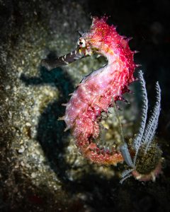 Seahorse