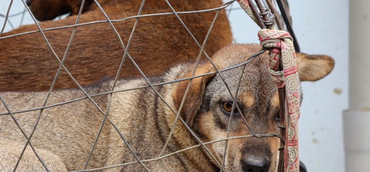 Why It’s Time to End Animal Abuse and Embrace Ethical Living