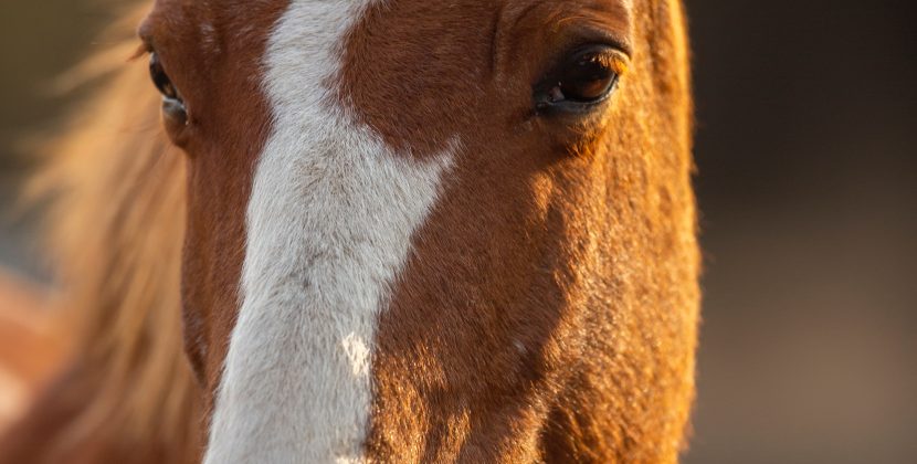 Breeds of Horses You Need to Know About