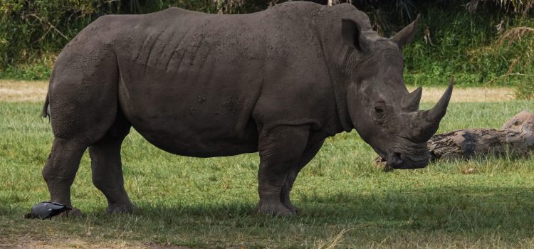 Evolutionary History of Rhinoceros - Pressmaverick