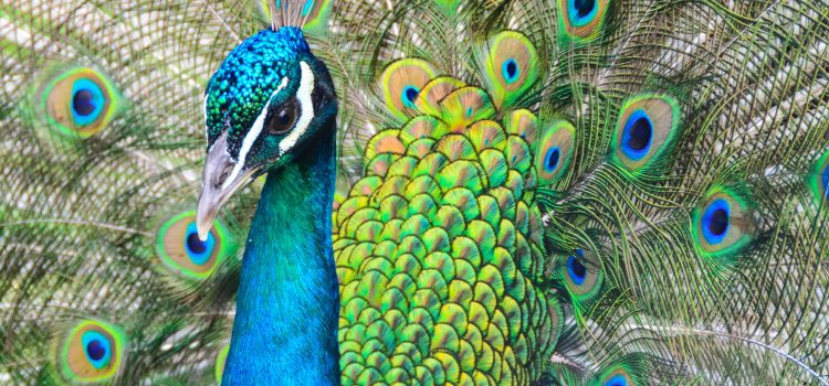 Facts About Peacocks