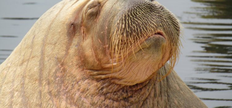 Study and Protect Wild Populations of Walruses