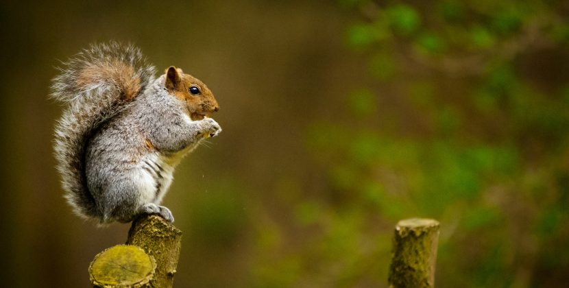 Squirrels The Fascinating Creatures Living in Your Backyard