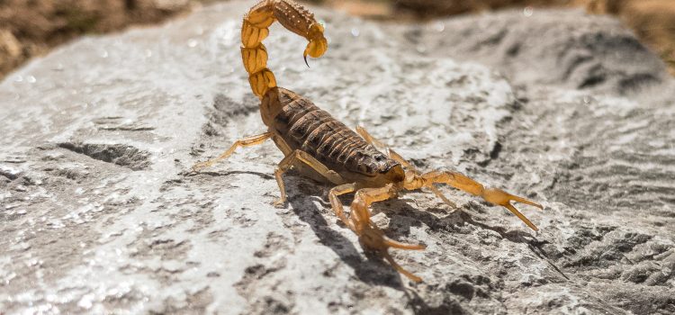 Why Some People Keep Scorpions as Pet