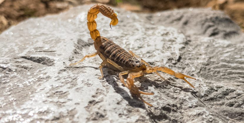 Why Some People Keep Scorpions as Pet